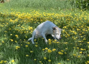 Happy Girl in Flowers