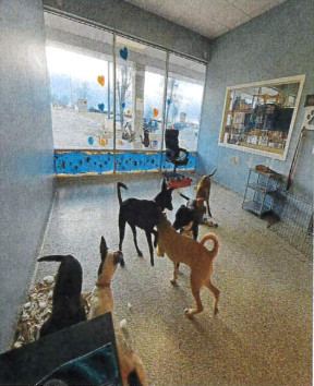 photo of dogs at dog town rescue