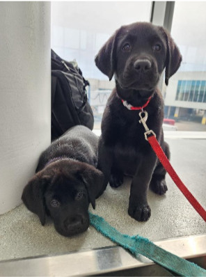 photo of 2 black labrador dogs