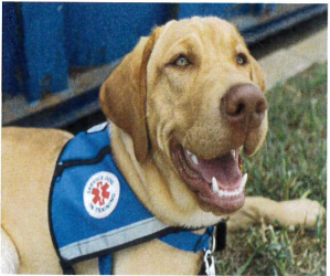 photo of yellow lab at paws and affection