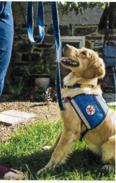 photo of yellow lab sitting at paws and affection