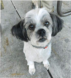 photo of white pug at roxy therapy