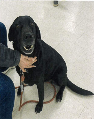 photo of black lab at roxy therapy