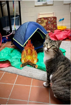 photo of cat named Turner enjoying a cardboard campfire